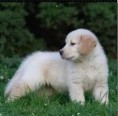camada golden retriever